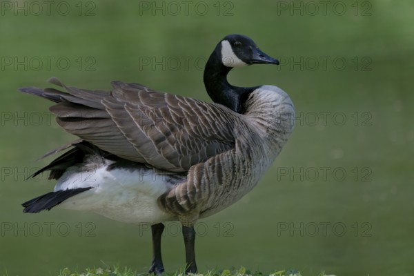 Close-up of a goose standing with detailed feathers against a green background, Canada goose, (Branta canadensis), Combs-la-Ville, Seine-et-Marne, France