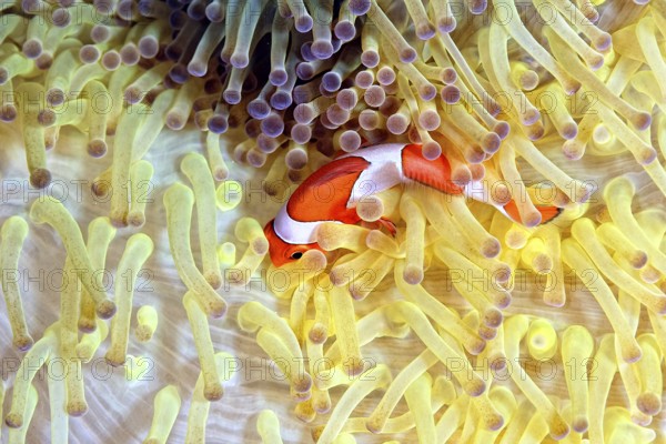 A picture of a beautiful anemone and it's Clown fish