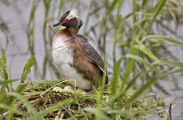 Eared Grebe in Saskatchewan Canada Pond with eggs
