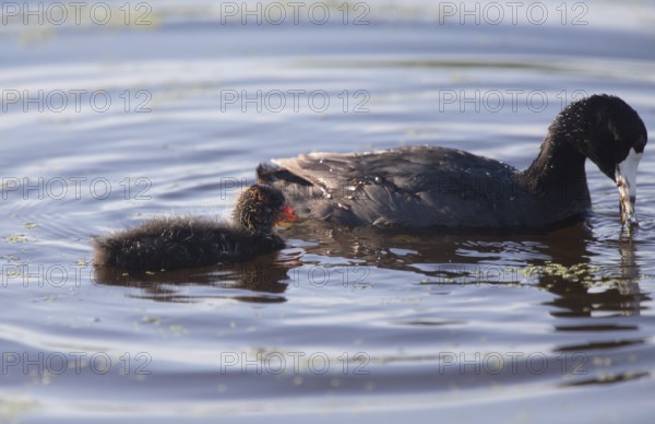 American Coot Waterhen and Babies in Marsh Canada