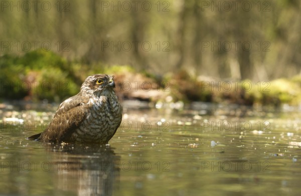Sparrowhawk (Accipiter nisus)