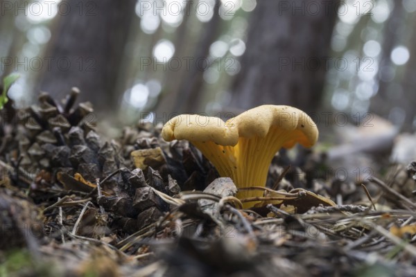 Chanterelle in the pine forest