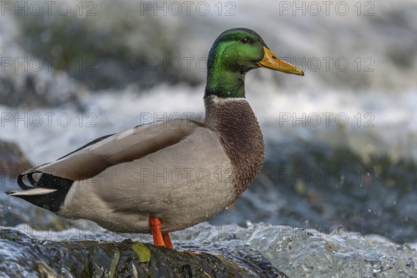 Male mallard (Anas platyrhynchos) duck looking for food in a river. Thann, Haut-Rhin, Collectivite europeenne d'Alsace, Grand Est, France