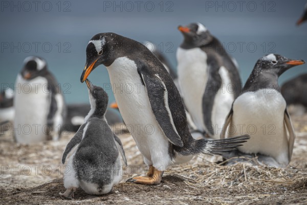 Gentoo penguin (Pygoscelis papua) feeding a chick in a colony, Pebble Island, Falkland Islands, Great Britain, South Atlantic