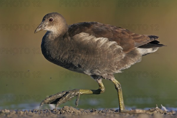 Moorhen, (Gallinula chloropus), animals, birds, biotope, habitat, foraging, genus of moorhen, Offstein sewage ponds, Rhineland-Palatinate, Germany