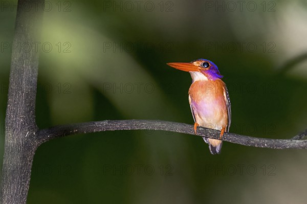 Sulawesi Kingfisher, Kingfisher, (Ceyx fallax) from Tangkoko National Park, Sulawesi, Indonesia, Animals, Birds, Kingfishers