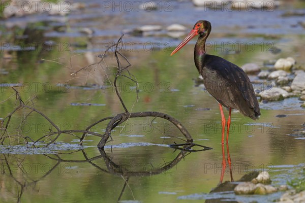 Black stork, (Ciconia nigra), animals, birds, storks, biotope, habitat, foraging, Lesbos, Lesbos Island, Greece