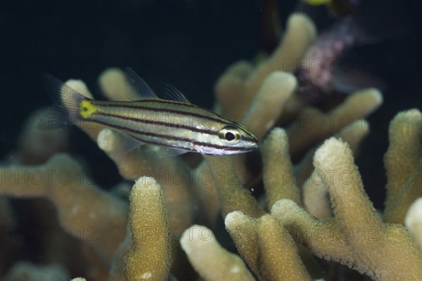 Fuenfline cardinalfish, Cheilodipterus quinquelineatus, Micronesia, Palau