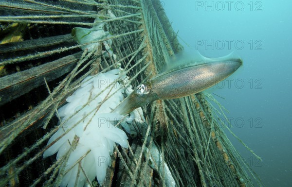 Southern reef squid laying eggs, Sepiotheuthis australis, Malaysia, Pacific, Borneo, Mabul