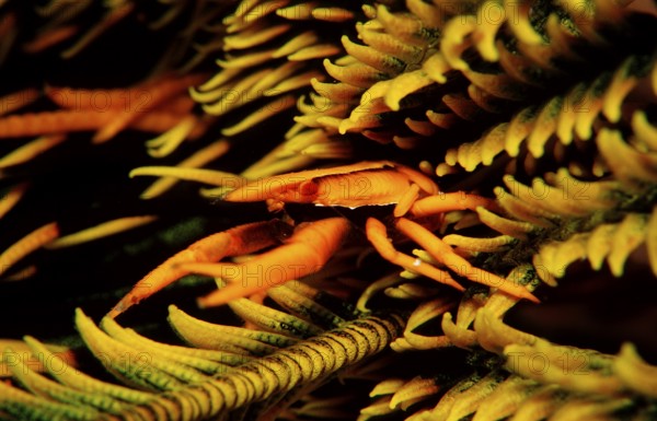 Feather Star Bouncing Crab, Allogalathea elegans, Indonesia, Wakatobi Dive Resort, Sulawesi, Indian Ocean, Banda Sea