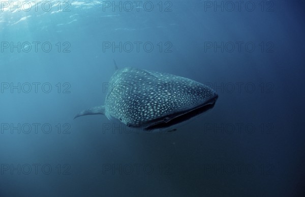 Whale shark, Rhincodon thypus, Kenya, East Africa, Africa, Indian Ocean