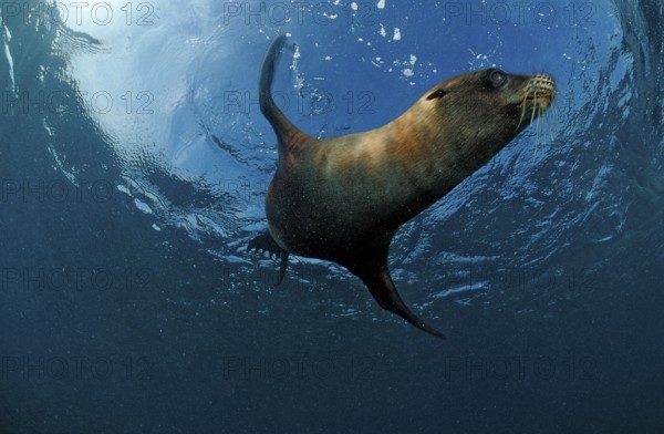 South African sea lion, Arctocephalus pusillus pusillus, South Africa, Port Elizabeth, Ibhayi, Madiba Bay, Indian Ocean