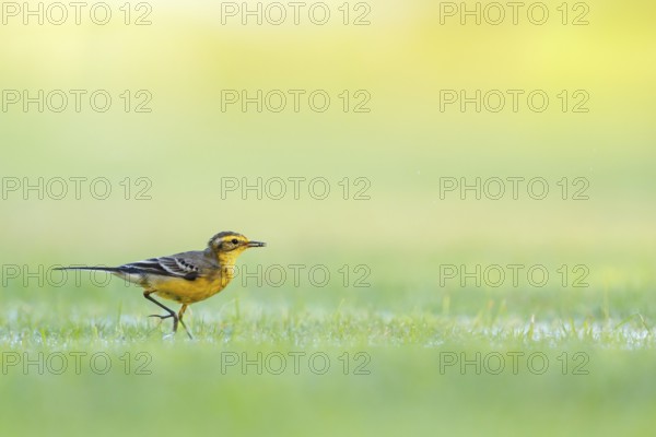 Citrine wagtail, (Motacilla citreola), songbird, family of stilts and pipits, biotope, habitat, foraging Muscat, Al Qurm Park, Muscat, Oman