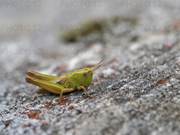 Heath grasshopper, (Stenobothrus lineatus), large heath grasshopper, insects, grasshopper, short-footed grasshopper, insect, family of field grasshoppers, Black Forest, Feldberg region, Baden-W¸rttemberg, Germany