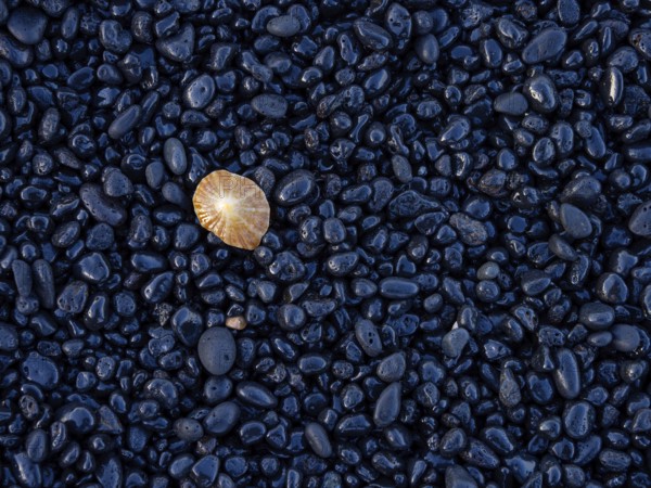 A colourful jellyfish on black pebbles on the beach, Europe, Spain, Canary Islands, Gran Canaria, Lanzarote, Canary Islands / Canary Islands, Spain