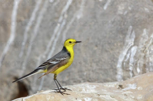 Citrine wagtail, (Motacilla citreola), foraging in a biotope, Middle East, Oman, songbird, family of stilts and pipits, Raysut, Salalah, Dhofar, Oman