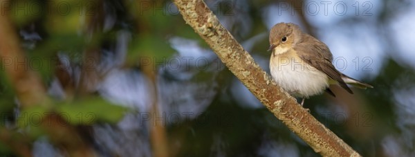 Little Flycatcher, rare songbird, (Ficedula parva), Europe, Germany, Heligoland Island, genus of Cave Flycatcher, perching site, Heligoland, Schleswig-Holstein, Germany