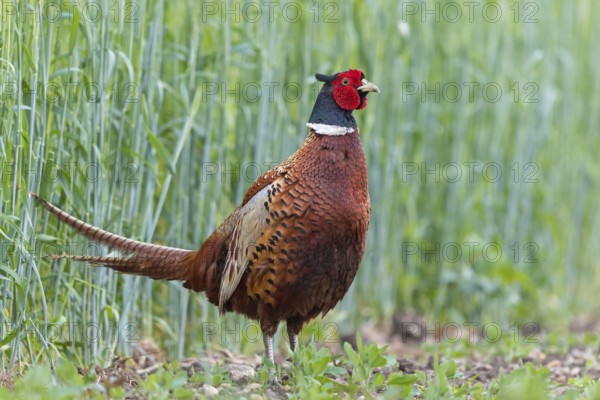 Pheasant, (Phasianus colchicus), animals, birds, fowl, cock, male, Lake Neusiedl, Illmitz, Burgenland, Austria