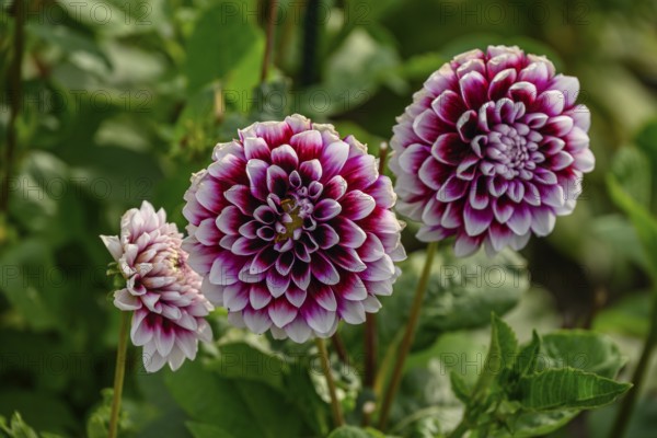 Group of pink and white dahlia blossoms in front of green leaves in a garden, dahlia blossom in different colours in a garden, legden, germany