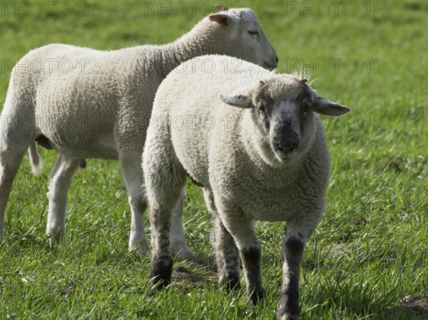 Two young sheep, one in the background, peacefully in a meadow, borken, münsterland, germany