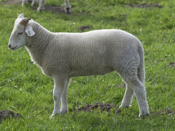 A lamb stands peacefully on a green meadow and enjoys the tranquillity of nature, borken, münsterland, germany