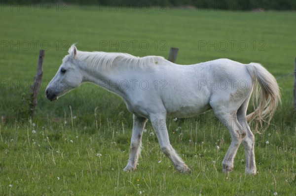 A white horse stands on a green meadow, borken, westphalia, germany