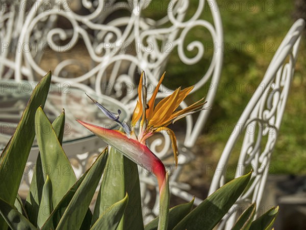 A bird paradise flower in the foreground with decorative metal chairs and green lawn in the background, madeira, portugal