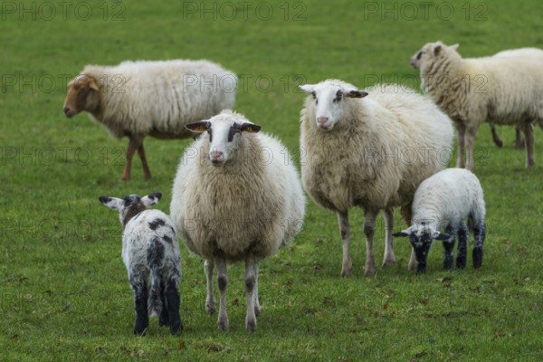 Flock of sheep with lambs on green pasture, sheep with small lambs on a green meadow, borke, germany
