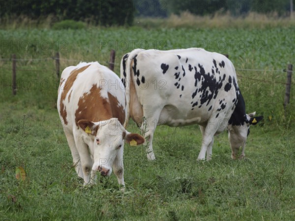 Two cows grazing on a green pasture, one is brown and white and the other black and white, Borken, North Rhine-Westphalia, Germany