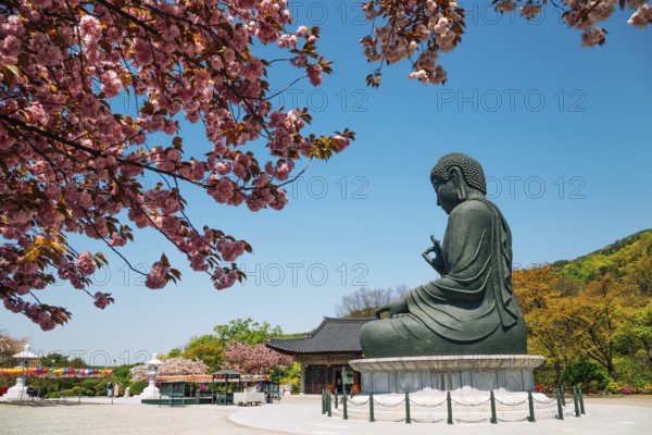Buddha statue with cherry blossoms at Gakwonsa Temple in Cheonan, Korea