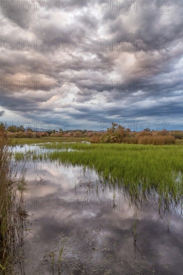 Landscape Greece, reeds, Kalloni Pool, Lesbos Island, Greece, cloudy mood Lesbos