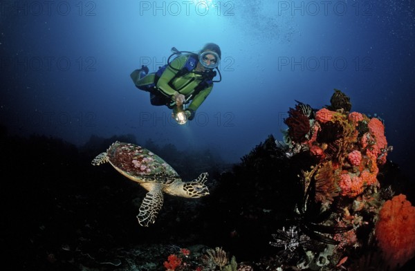 Hawksbill turtle and diver, Eretmochelys imbricata, Bali, Indian Ocean, Indonesia