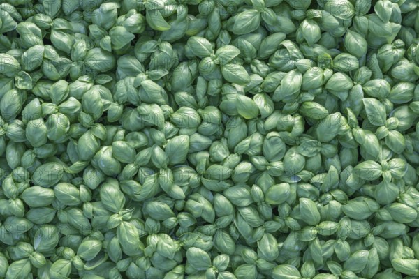 Fresh basil. Green basil. Green basil Food background. A lot of basil