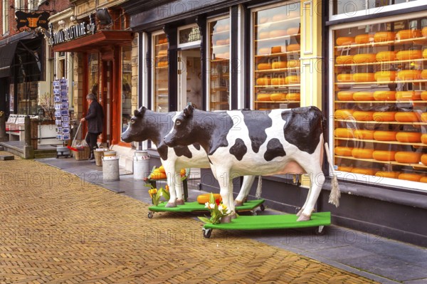 Delft, Netherlands, April 6, 2016: Selection of Dutch cheese at farmers traditional shop and cow figurines