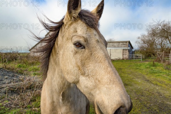 This is a color close-up image of a hose standing in front of his barn