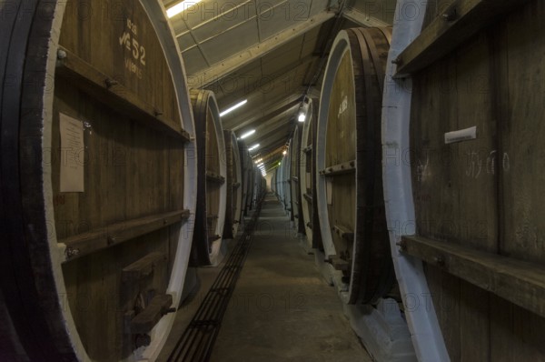 Sudak, Crimea, April 24, 2021: Oak barrels with wine in the cellars of the Solnechnaya Dolina (Sunny Valley) winery. The village of Mindal'noye, Crimea
