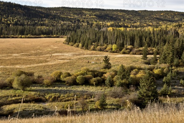 Autumn Colors Cypress Hills Canada interprovincial Park
