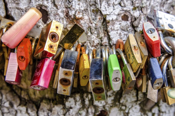 Colourful love locks around a tree trunk in a close up view of the padlocks against the park symbolic of lifelong love and commitment