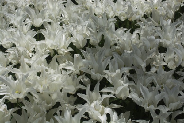 Blooming tulips flowers in as floral plant background