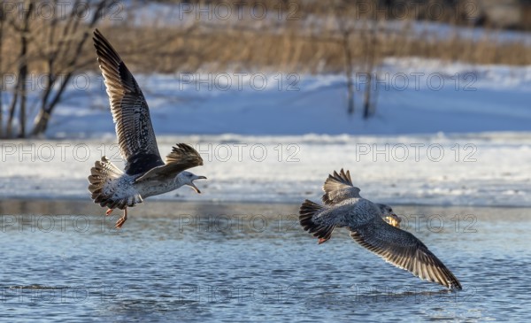 Natural scene from Wisconsin river