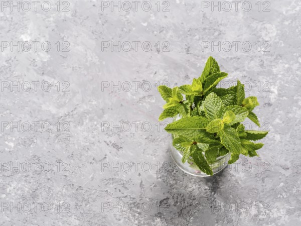 Sheaf of fresh mint leaf on gray concrete background. Top view or flat lay. Copy space