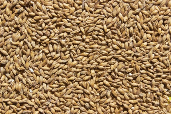 Golden ripe barley grains for planting close background texture