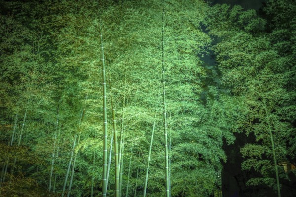 Bamboo Rikugien. Shooting Location: Tokyo metropolitan area
