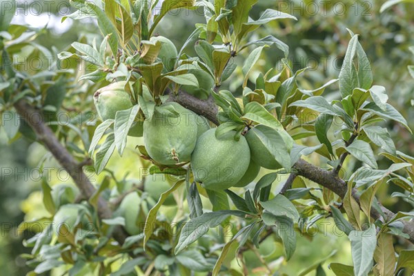 Cathaya ornamental quince (Chaenomeles cathayensis), Paul Schwieters nursery, Rosendahl-Holtwick, Lower Saxony, Germany