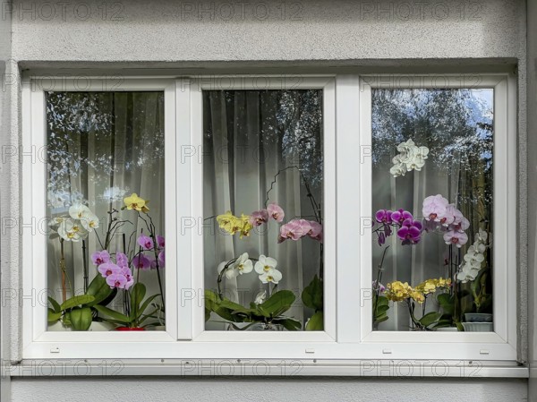 Orchids in the window, plants, orchids, flowers, blossoms, Hamburg, Federal Republic of Germany