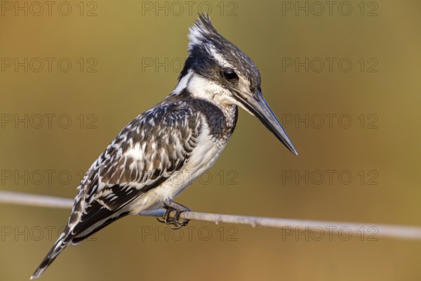 Grey Kingfisher, (Ceryle rudis), kingfisher, animals, birds, kingfisher family, perch, Lahavot HaBashan Fish Ponds, Hula Valley, Northern District, Israel
