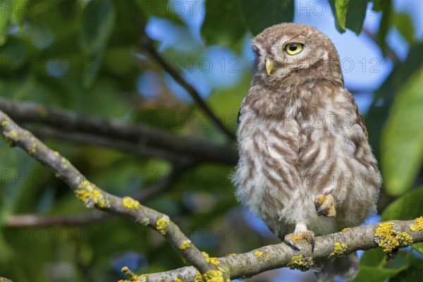 Little owl, (Athene noctua), animals, birds, owls, family of owls, Plateau Oberflörsheim, district Alzey, Rhineland-Palatinate, Federal Republic of Germany