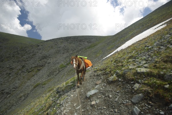 Horse among green grass in nature. Brown horse. Grazing horses in the village