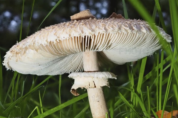 Mushroom Parasol mushroom (Macrolepiota procera), blurred background, North Rhine-Westphalia, Germany