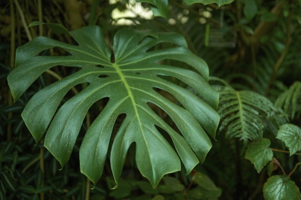 Monstera Madness: The Ultimate Guide to Growing and Caring for Monstera Plants. Growing Lush and Healthy Monstera Plants. Indoor Garden with Stunning Monstera Plants